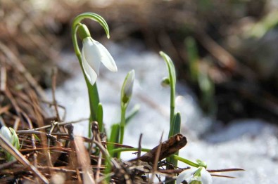 Bu Çiçegi Koparmanin Cezasi 244 Bin 315 TL