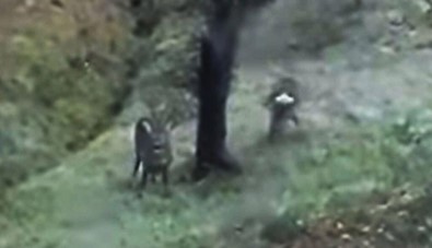 Alageyikler. Gümeli Ormanlarinda Görüldü