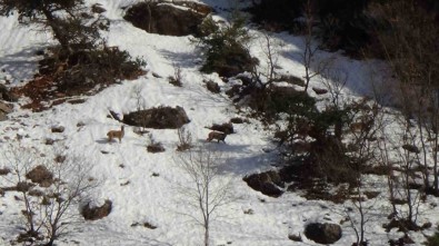 Avcilik Durduruldu, Dag Keçileri Rahatça Gezmeye Basladi