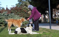 Her Gün Yasadigi Bölgedeki Sokak Hayvanlarini Besliyor