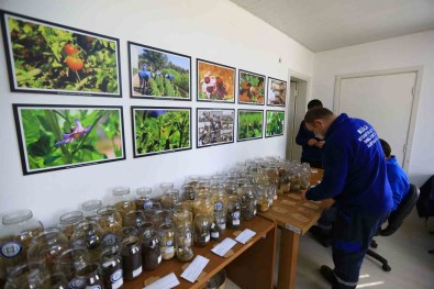 2023 Yilinin Yerel Tohumlarinin Dagitimina Basladi