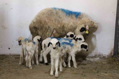 Amasya'da Koyun Altiz Yavruladi