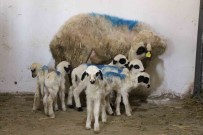 Amasya'da Koyun Altiz Yavruladi Haberi