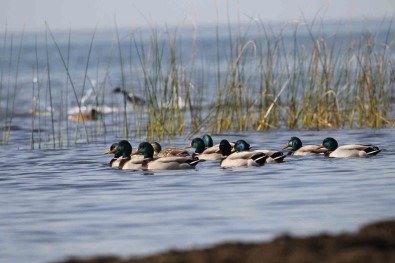 Yarali Ve Mühre Ördekler Özgürlüklerine Kavustu