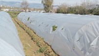 Çilek Serasinin Naylonlarini Kesip Paramparça Ettiler