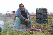 Kisin Ortasinda Tarim Isçilerinin Zorlu Mesaisi
