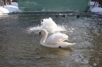 Baskent Beyaz Örtüye Teslim Oldu