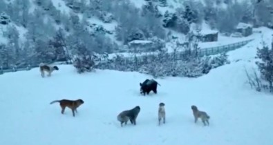 Tunceli'de Yerlesim Yerine Inen Domuzlarla Köpekler Site Bahçesini Paylasamadi