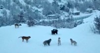 Tunceli'de Yerlesim Yerine Inen Domuzlarla Köpekler Site Bahçesini Paylasamadi Haberi