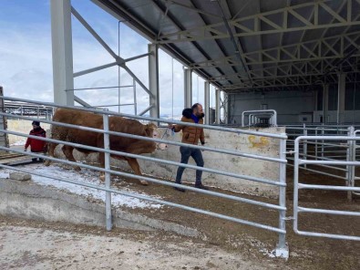 Hayirsever Besiciler Depremzedelere Hayvan Bagisi Yapti
