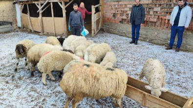 Suluovali Besicilerden Depremzedelere Destek Için Hayvan Bagisi