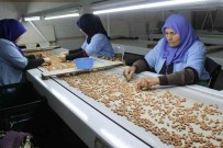 Osmaniye'de Fabrikalar Yer Fistigi Üretimi Için Mesai Yapiyor