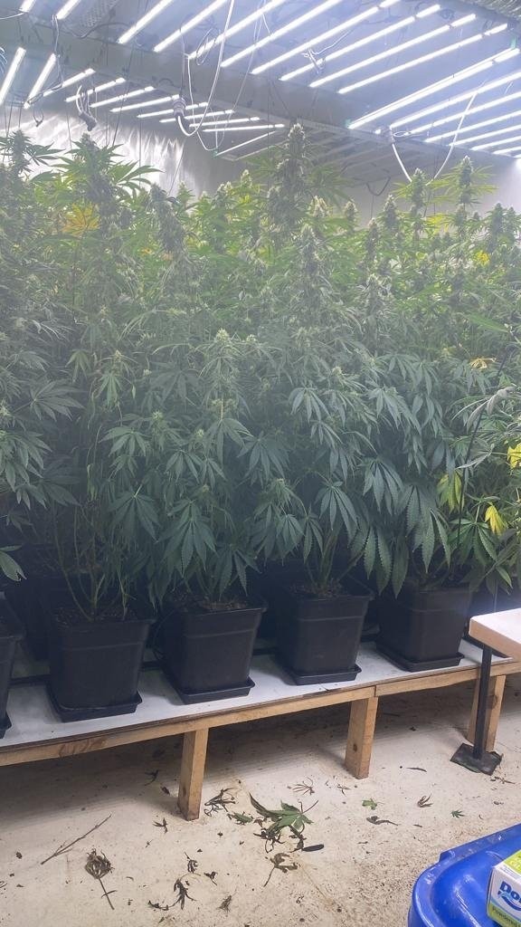 İstanbul Ümraniye’de uyuşturucu operasyonu: Adeta kenevir ormanı kurmuşlar