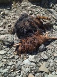 Kulp'ta Basibos Köpekler 11 Keçiyi Telef Etti