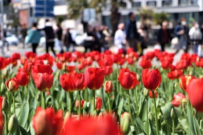 Samsun'a 675 Bin Çiçek Dikilecek