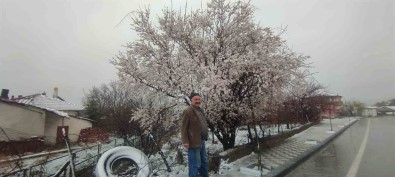 Yozgat'ta Çiçek Açan Erik Agaci Kar Altinda Kaldi