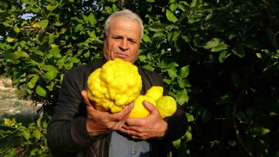 1 Kiloyu Geçen Sira Disi Büyüklükte Bergamot Yetistirdi