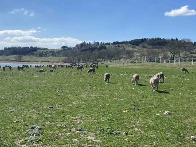 Büyükçekmece Baraj Gölü Çekildi, Baliklarin Oldugu Yerde Koyunlar Otluyor