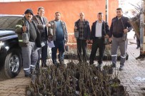 Nazilli'de 30 Bin Incir Fidani Toprakla Bulusuyor