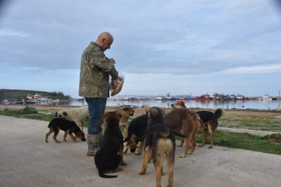 Sinop Demirci Köyü Limani'nda Basibos Köpek Sorunu