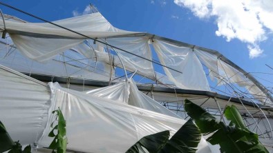 Hortum Muz Serasini Vurdu, 5 Dönümlük Alan Savas Meydanini Aratmadi