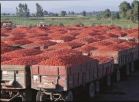 Merko Gida Konsolide Satislarini Yüzde 507 Artirdi