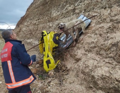 Jiletli Telde Takili Kalan Köpek Kurtarildi