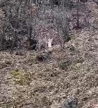 Koruma Altindaki Vasak, Öldürdügü Kediyi Agzinda Götürürken Görüntülendi Haberi