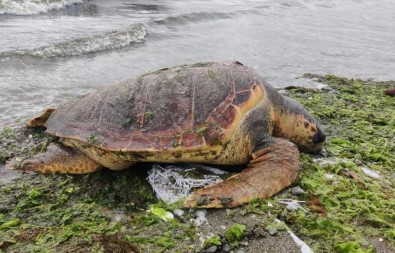 Ölü Caretta Caretta Altinova Sahilinde Kiyiya Vurdu