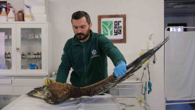 Binlerce Yaban Hayvani Hayata Döndürüldü