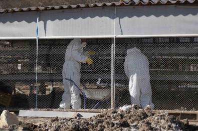 Denizli'de Kus Gribi Alarmi