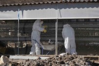 Denizli'de Kus Gribi Alarmi