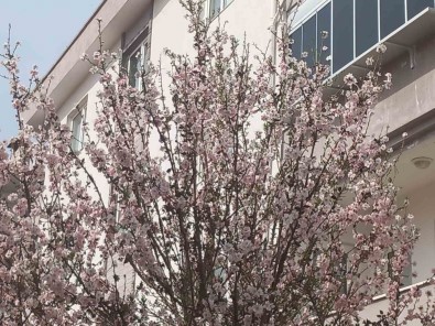 Mugla'da Badem Agaçlari Çiçek Açti