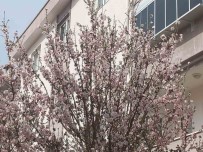 Mugla'da Badem Agaçlari Çiçek Açti