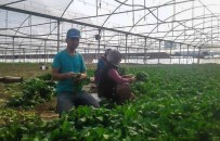 Uzman Ellere 250 Bin TL Hibe Destegi