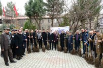 Çatak'ta 19 Bin 250 Ceviz Fidani Dagitildi