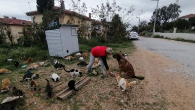 Rus Gelin, Tek Basina 250 Kediyi Sahiplendi