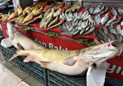 Balikçi Tezgahlarinda Çesit Artti, Fiyat Düstü