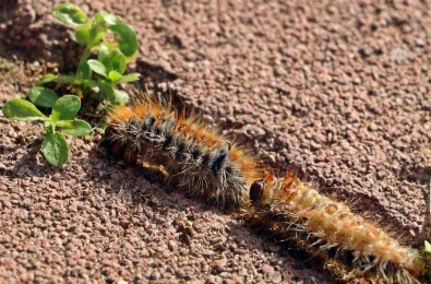 Evinin Bahçesindeki Tirtillari Süpürdü, Hastanelik Oldu