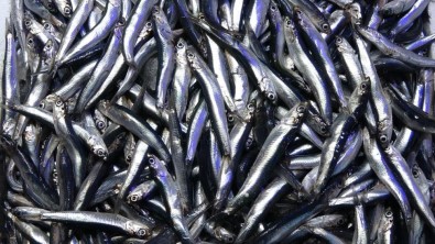 Hamsi Ihracatinda Düsüs