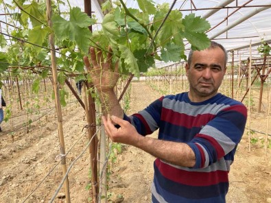 Sarigöl'de Ilk Kez Örtüalti Üzüm Yetistirildi