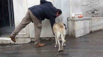 Sokak Köpekleri Istiklal Caddesi'ndeki Bir Lokantanin Müdavimi Oldu