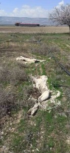 Kayseri'de Ayaklari Bagli 2 Köpek Ölüsü Bulundu