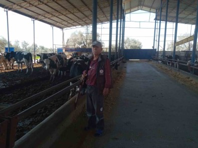 Efeler'de Sap Hastaligi Için Ekipler Seferber Oldu