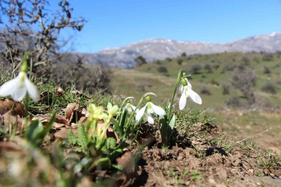 Akdag'in Kardelenleri Koruma Altinda Açiklamasi Cezasi 244 Bin TL