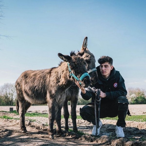 Kai Havertz'den ilginç sözler! 'Eşeklerle özel bir ilişkim var'