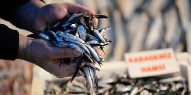 2023, 40 yılın en verimsiz hamsi sezonu oldu