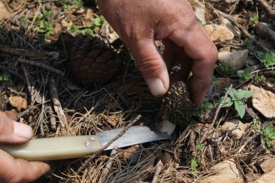 Altin Degerinde Açiklamasi Yanan Ormanlik Alanda Yetisti, Köylüler Her Yerde Onu Ariyor