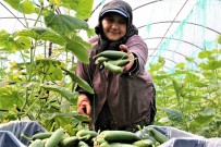 Antalya Hali'nde Bahar Hareketliligi Açiklamasi Ürün Fiyatlari Yüzde 50 Düstü