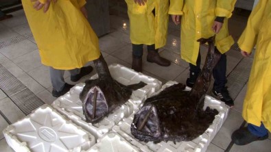 Silivri Açiklarinda 2 Dev Fener Baligi Yakalandi